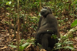 Massive Study Across Western Equatorial Africa Finds More Gorillas and Chimpanzees Than Expected, but 80% Are Outside the Safe Havens of Protected Areas